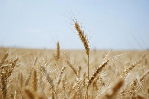 Wheat field Stock Photos