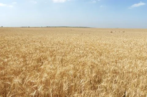Wheat field Stock Photos
