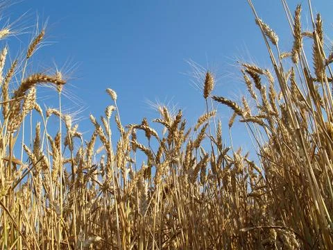 Wheat field Stock Photos