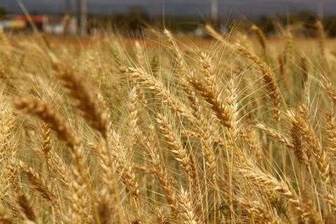 Wheat field Stock Photos