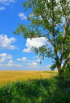 Wheat field Stock Photos