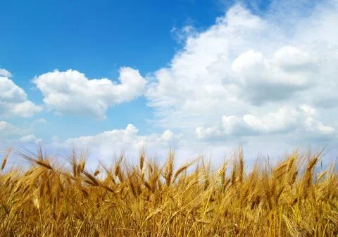 Wheat field Stock Photos