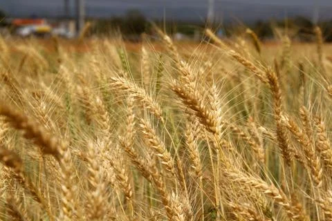 Wheat field Stock Photos