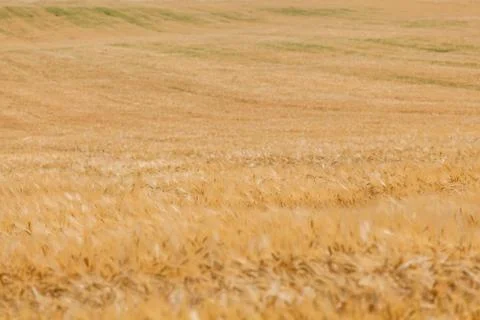 Wheat field 库存照片