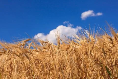 Wheat field Stockfoto's