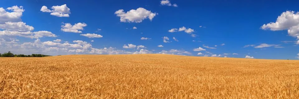 Wheat field 库存照片