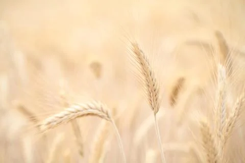 Wheat field Stock Photos