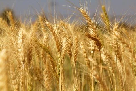 Wheat field Stock Photos