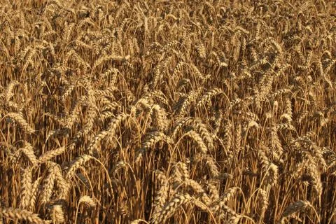 Wheat field Stock Photos