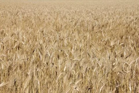 Wheat field 스톡 사진