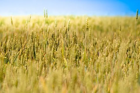 Wheat field Stock Photos