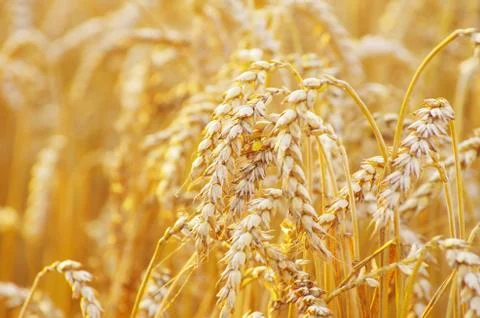 Wheat field Foto stock
