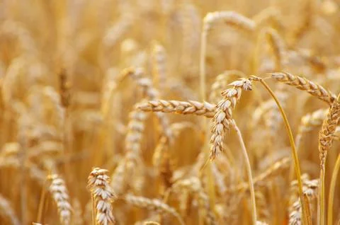 Wheat field Stock Photos