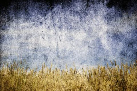 Wheat field Stock-Fotos