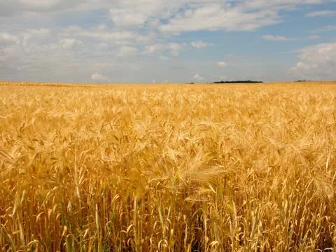 Wheat field Stock Photos