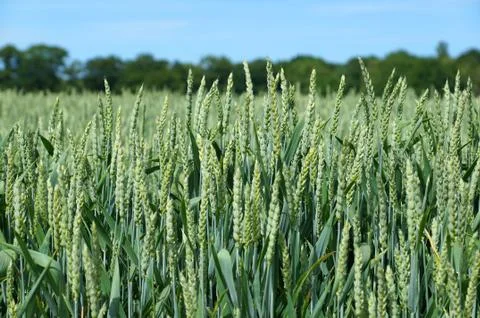 Wheat field Stock Photos