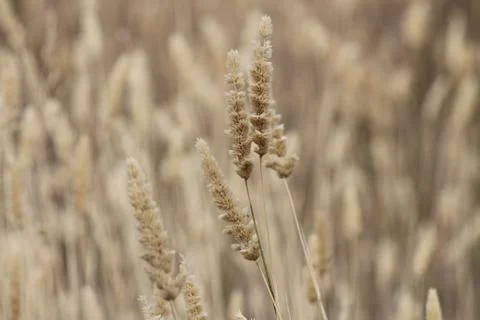 Wheat Field Stock Photos