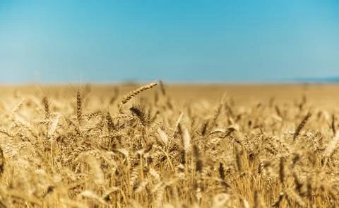 Wheat field Foto stock