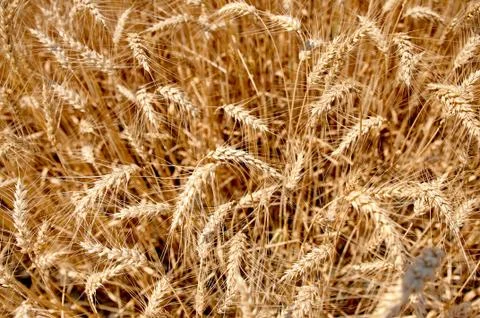 Wheat field Stock Photos