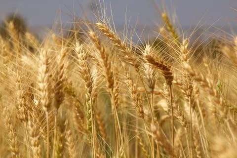 Wheat field Stock Photos
