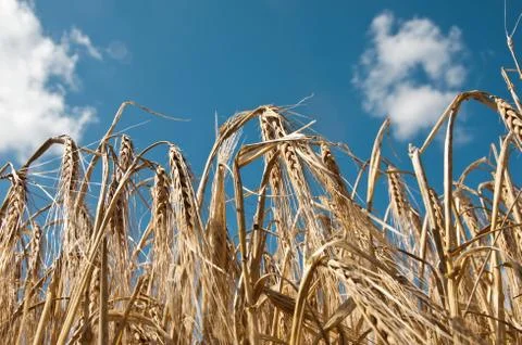Wheat field Stock Photos