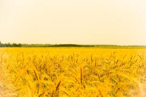 Wheat field Stock Photos
