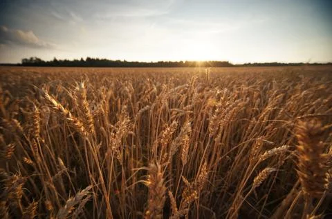 Wheat field Stock Photos