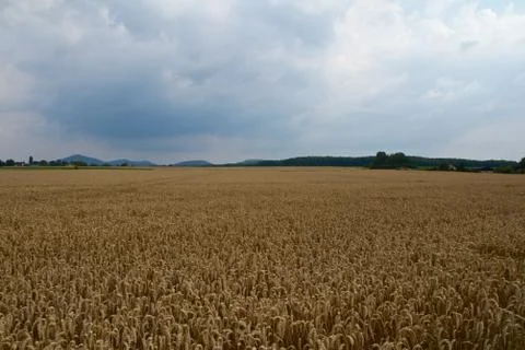 Wheat field Stock Photos