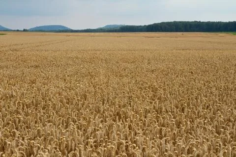 Wheat field Foto stock