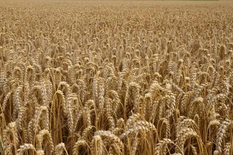 Wheat field Stock Photos