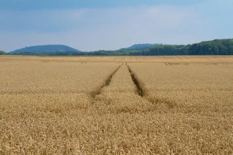 Wheat field Stock Photos