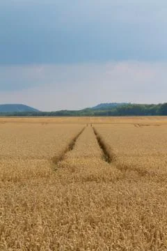 Wheat field Stock Photos