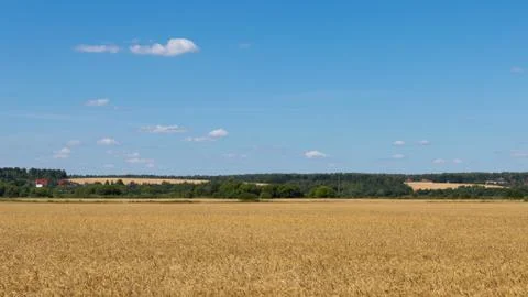 Wheat field Stock Photos