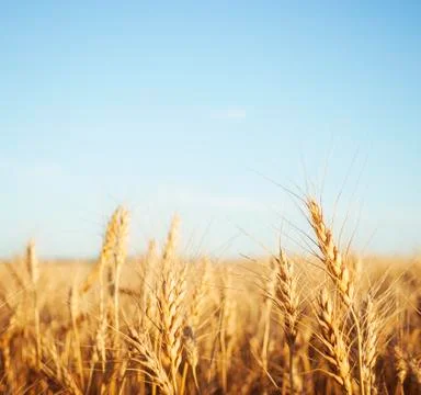 Wheat field Stock Photos