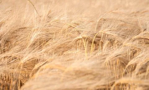 Wheat field Stock Photos