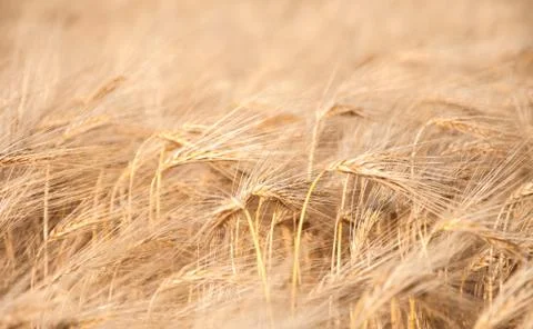 Wheat field Stock Photos