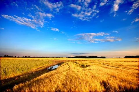Wheat field Stock Photos