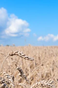Wheat field Stock Photos
