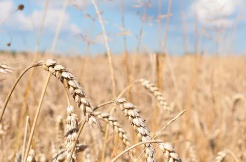 Wheat field Stock Photos