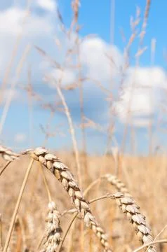 Wheat field Stock Photos