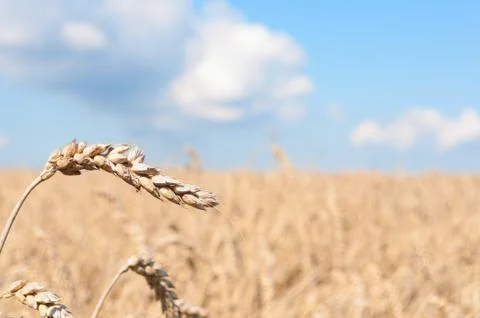 Wheat field Stock Photos