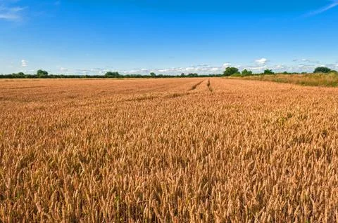 Wheat Field Stock Photos
