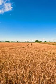 Wheat Field Stock Photos
