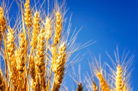 Wheat field Stock Photos