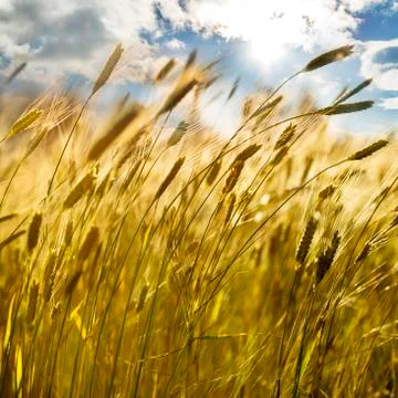 Wheat field Stock-Fotos