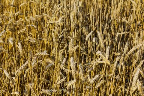Wheat field Stock Photos