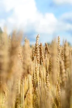 Wheat field Stock Photos