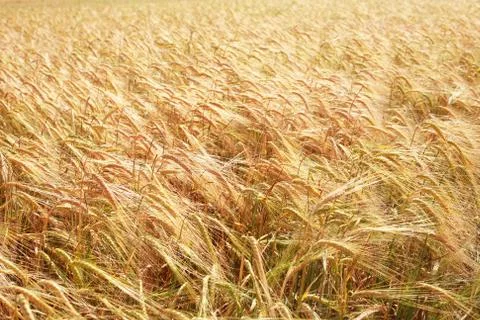 Wheat field Stock Photos