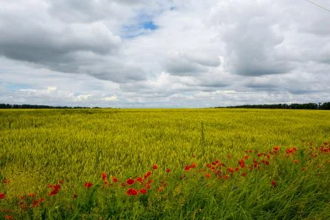 Wheat field Stock Photos