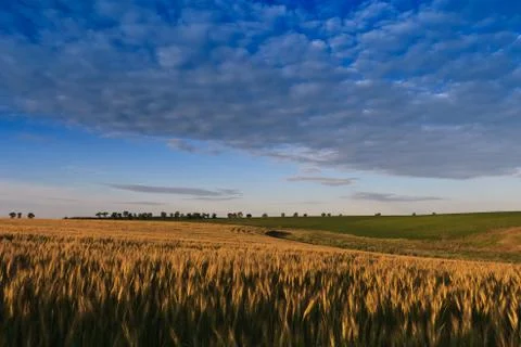 Wheat field Stock Photos